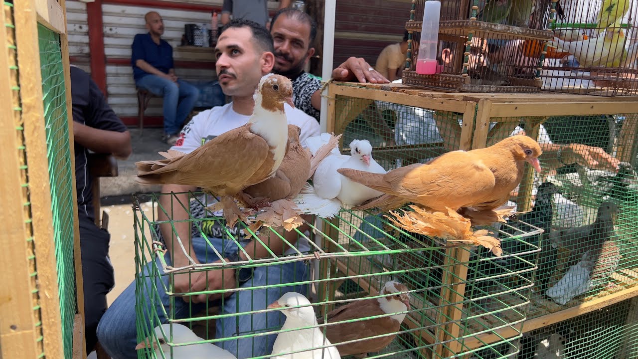 انخفاض أسعار الحمام في سوق دمياط انهارده