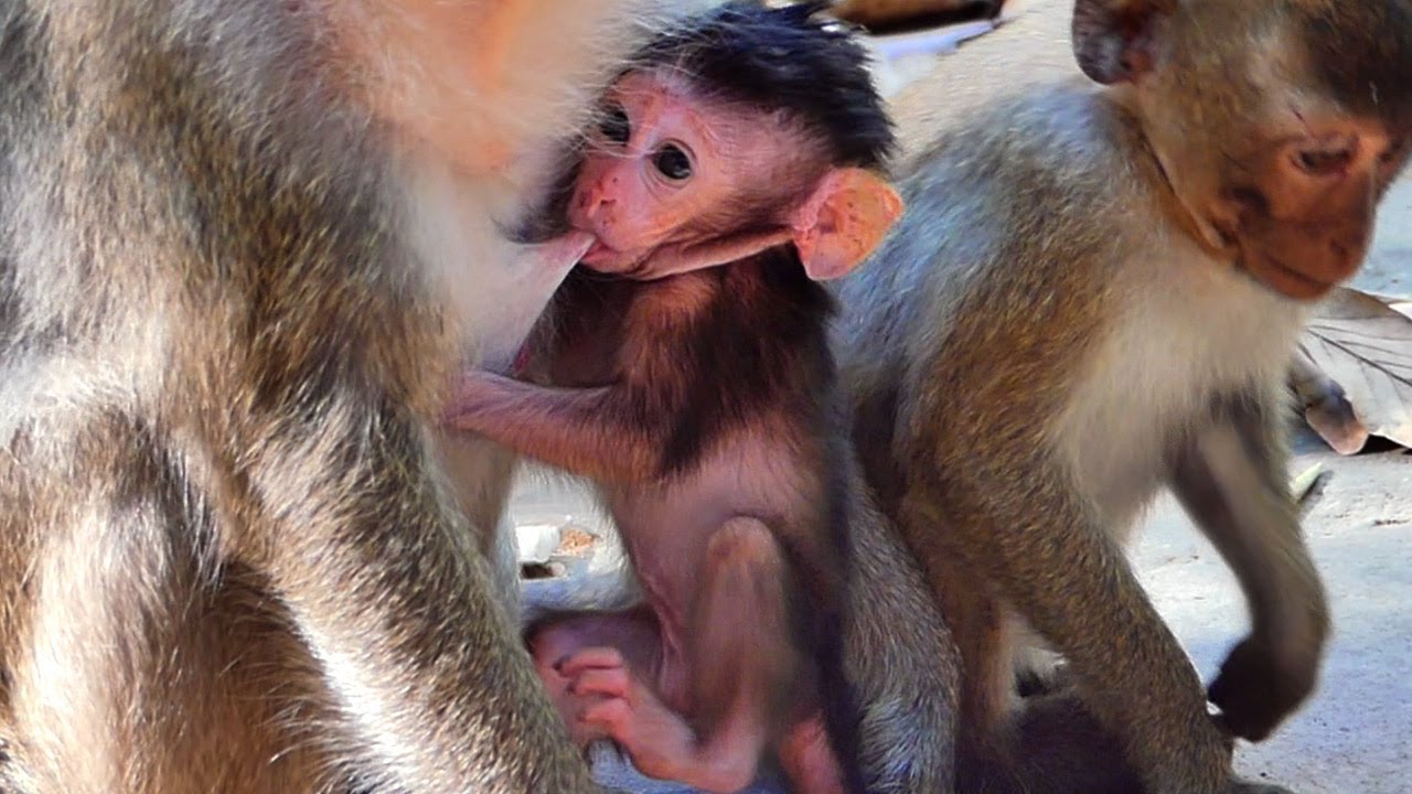 So sweet...! Adorable newborn baby Naina drink yummy milk with momma