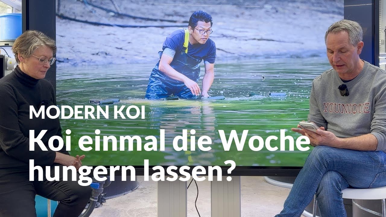 Ist eine Futterpause bei Koi wirklich sinnvoll ? | Modern Koi Blog #7924