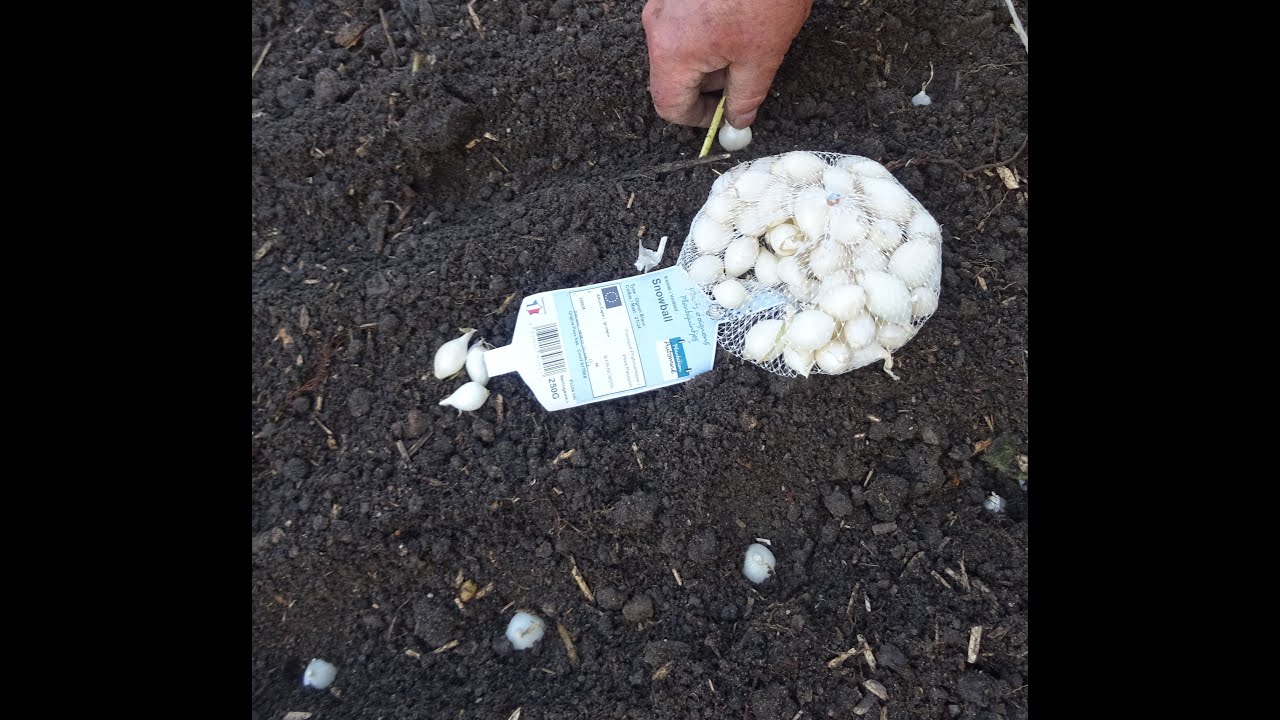 le 30/09/2023 : des oignons dans la serre en automne