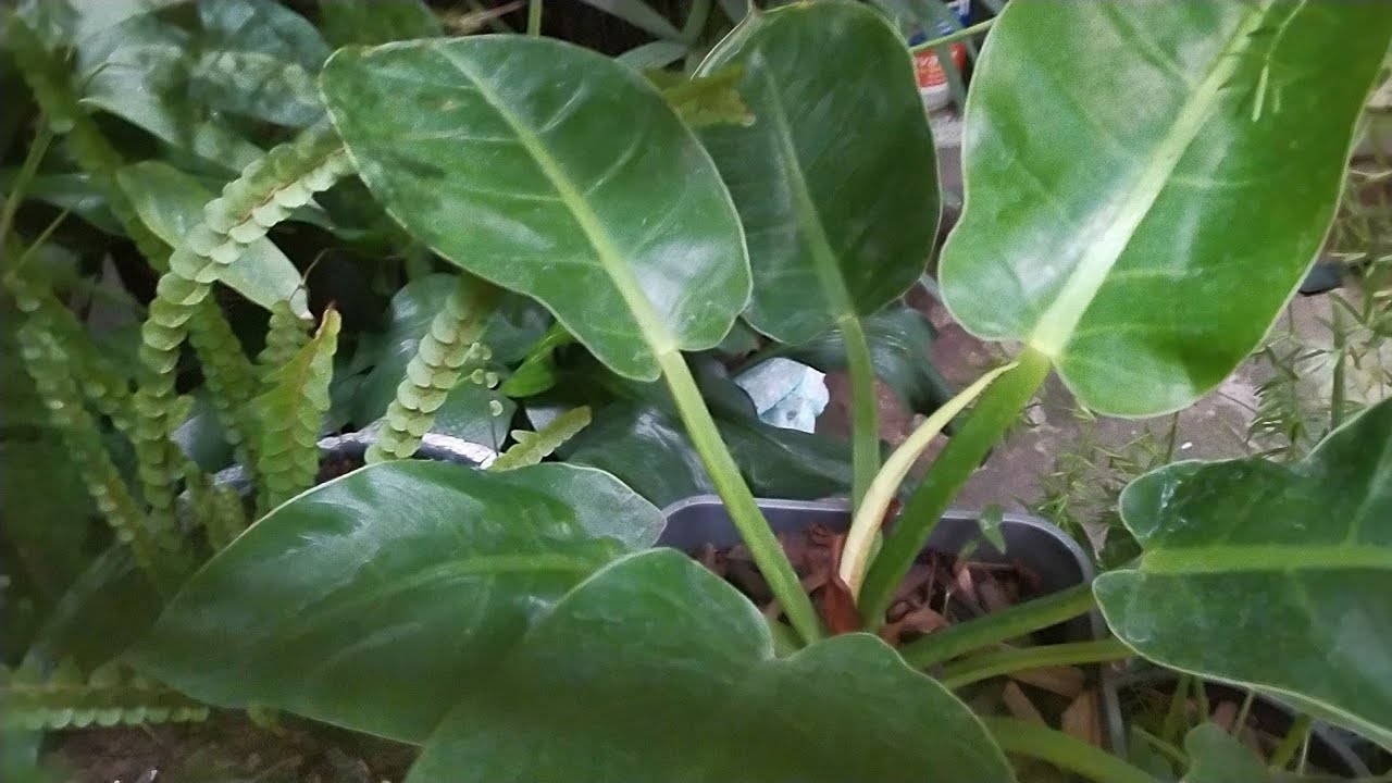 A chuva graças a Deus chegou,, um dia abençoado pra mim