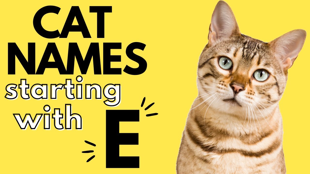 100+ Cat Names Starting With 