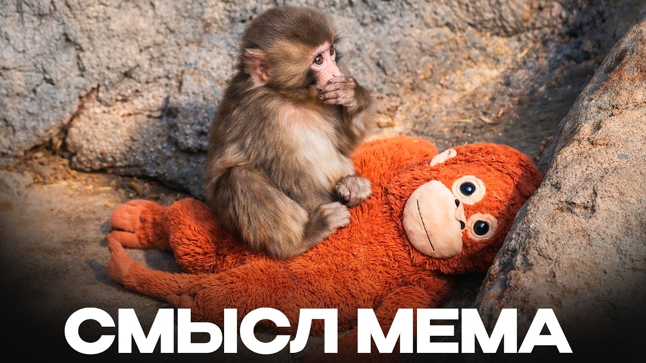 Почему весь мир переживает за эту обезьянку? Обезьяна по имени Панч |  Скрытый смысл мема