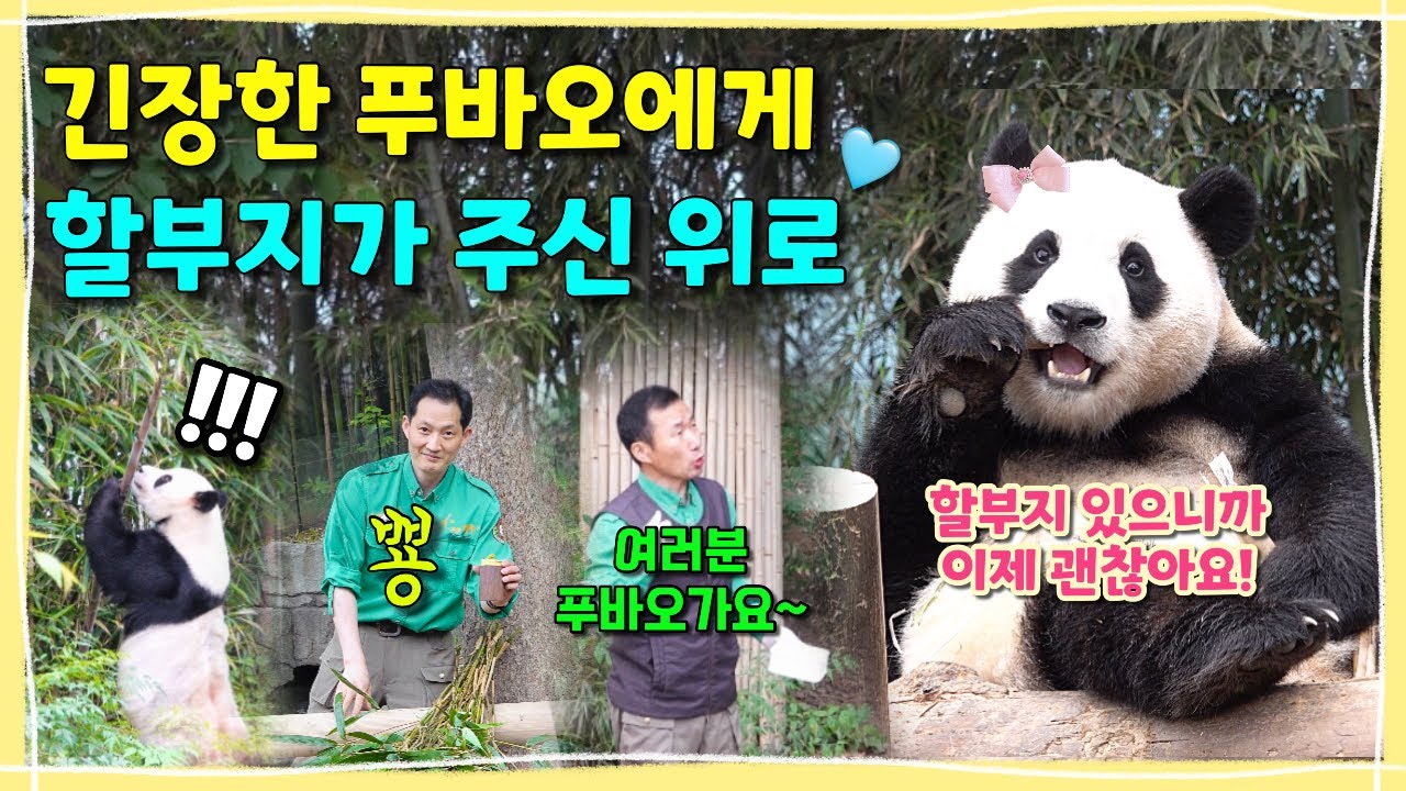 [ep.177] 갑자기 찾아온 긴장감에 할부지 찾고 가지가지(?)한 아기 푸바오🐶/ 죽순 사냥에 나선 기쁨이🎋/할부지들의 깜짝선물🎁/ 에버랜드 판다월드