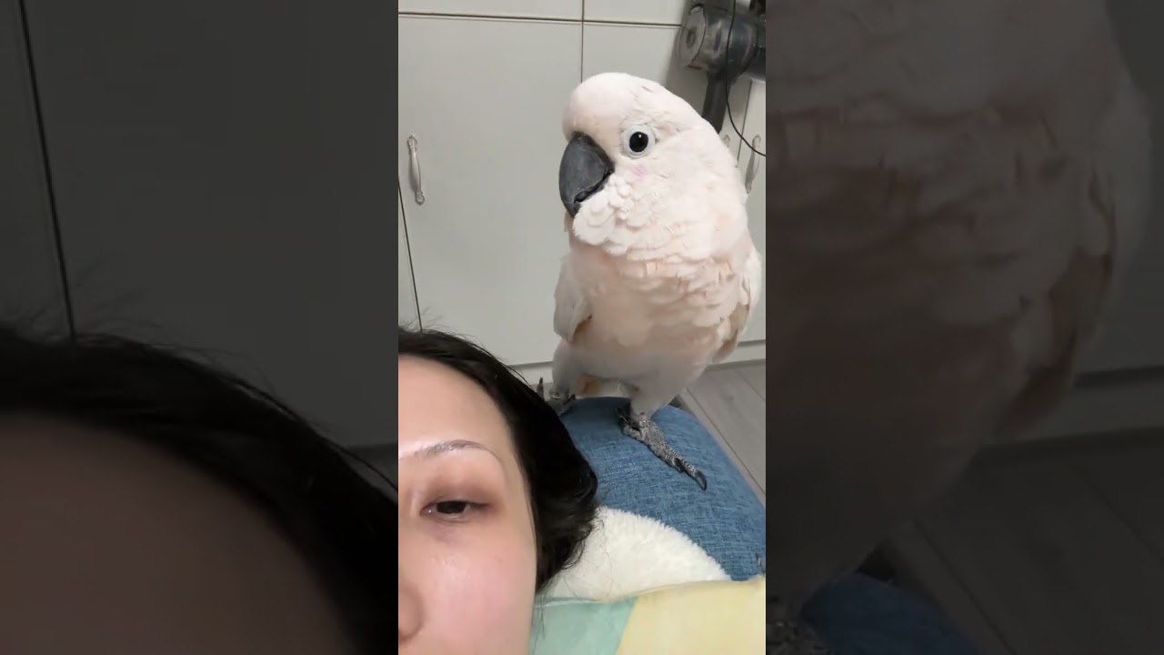 My cute little bird loves to love its feet 