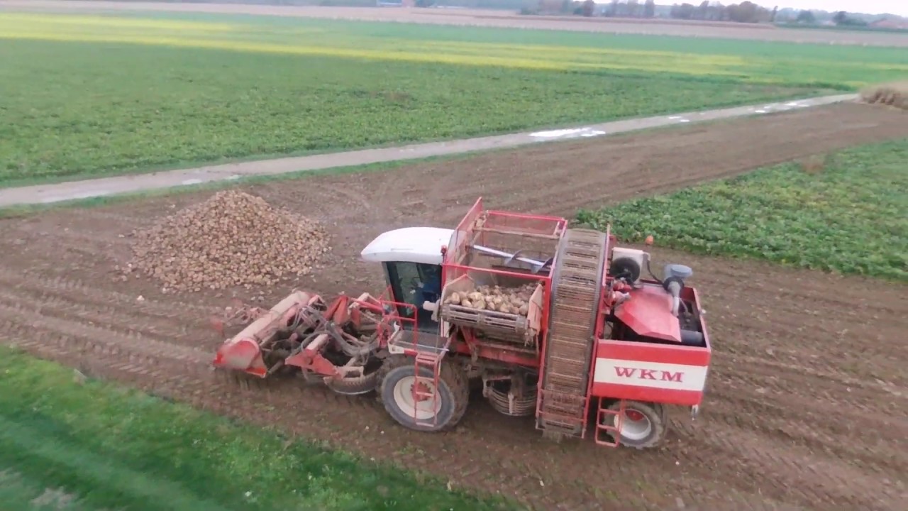 agrifac wkm 9000 and dewulf r7000t sugar beet harvesting
