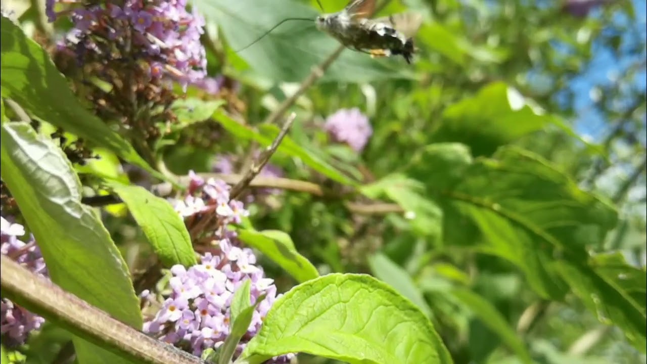 Presenting The Hummingbird Hawk Moth in glorious 720p @ 64x slomo
