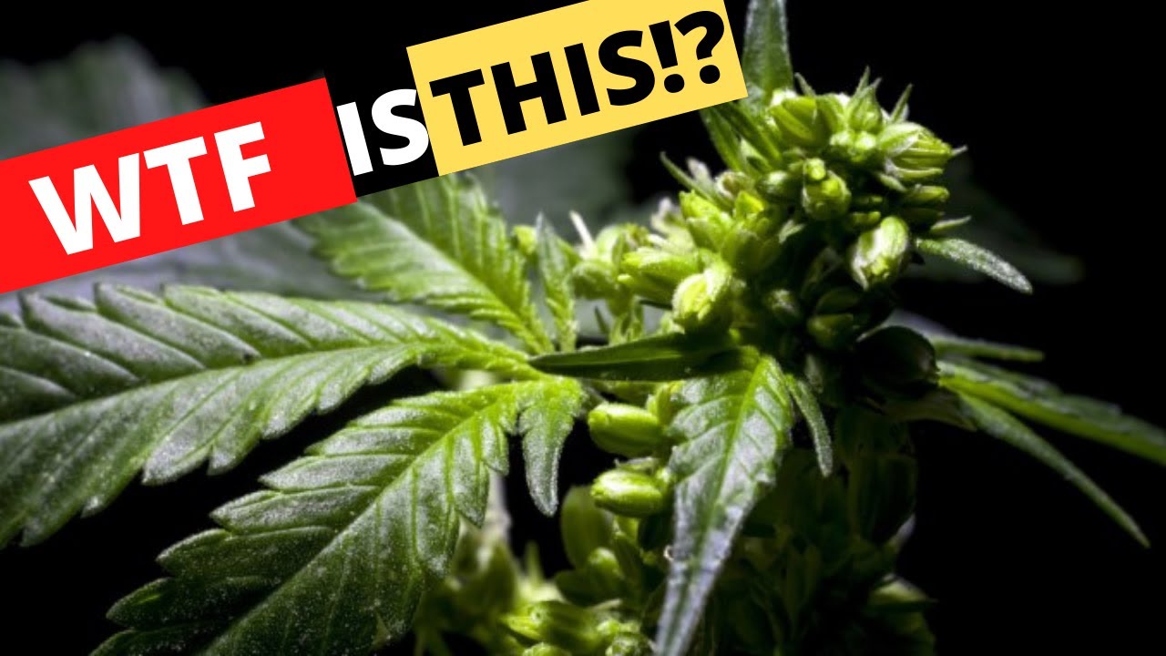 How To Grow Weed Indoors | Spotting a Male Plant #cannabismaleplant #indoorgrower