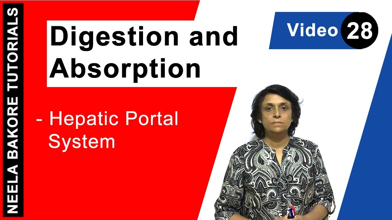 Digestion and Absorption | NEET | Hepatic Portal System | Neela Bakore Tutorials