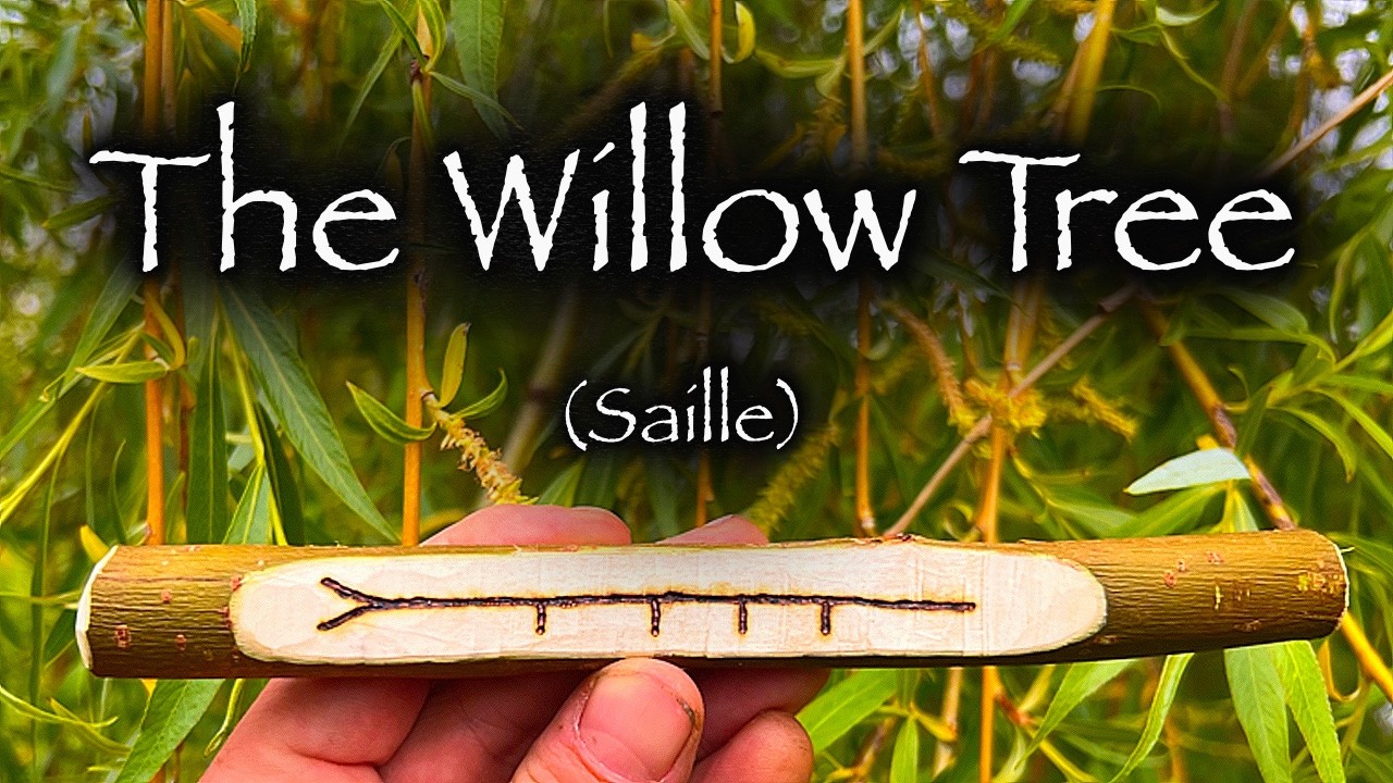 Willow | The Folklore, Mythology and Symbolism of the Willow Tree (Sail)