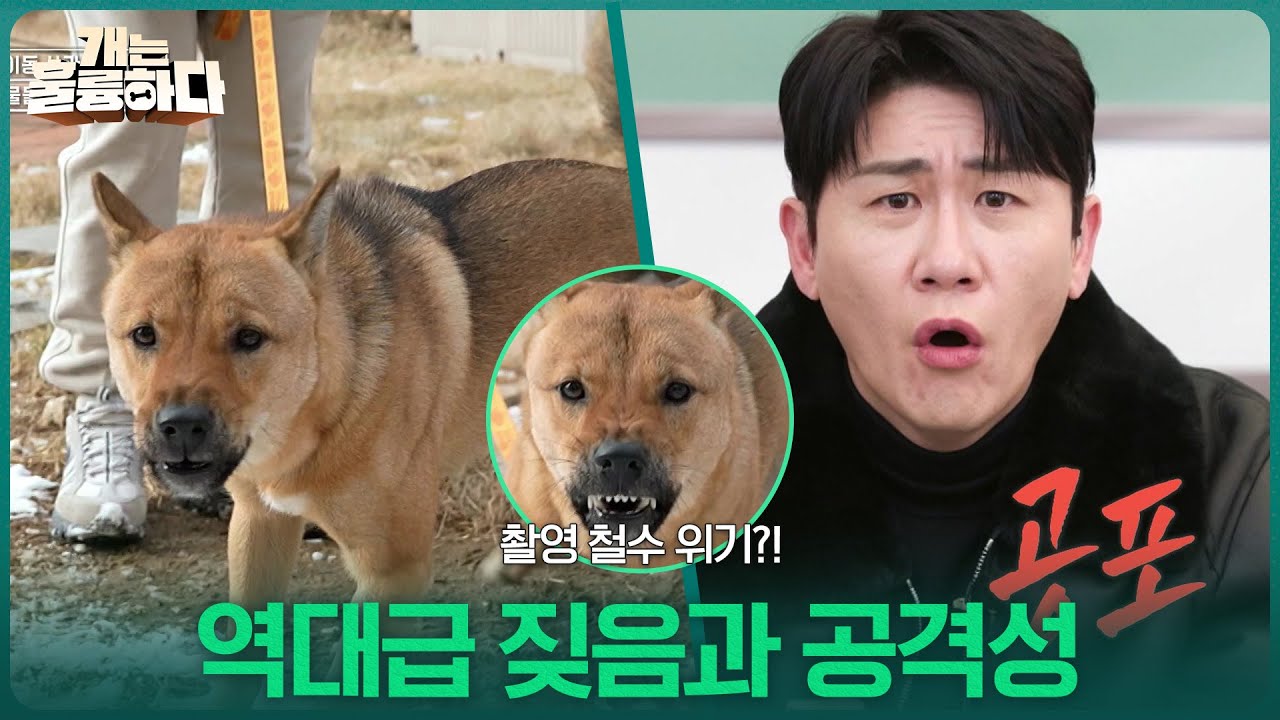 촬영 철수 위기?! 역대급 짖음과 공격성 [개는 훌륭하다] | KBS 260105 방송