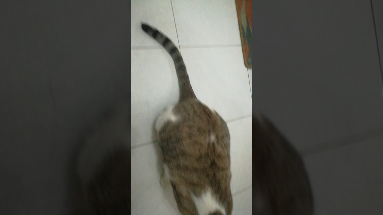 funny cat videos 2020 clean (funny)