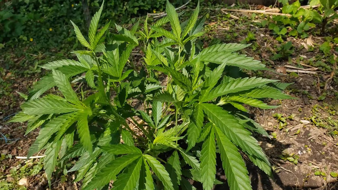 2023 Outdoor Cannabis Garden Tour | Garden Update [#04]  - May 11