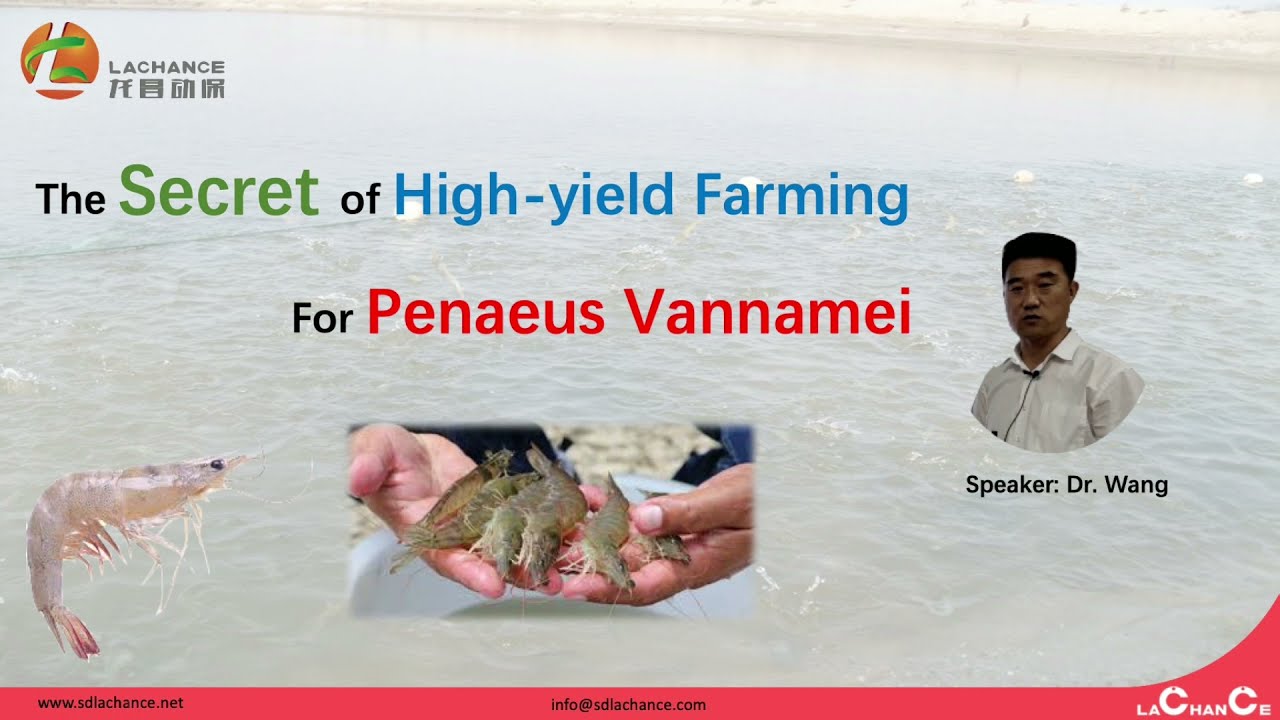 High yield culture of Penaeus vannamei | shrimp farming| production performance | growth performance
