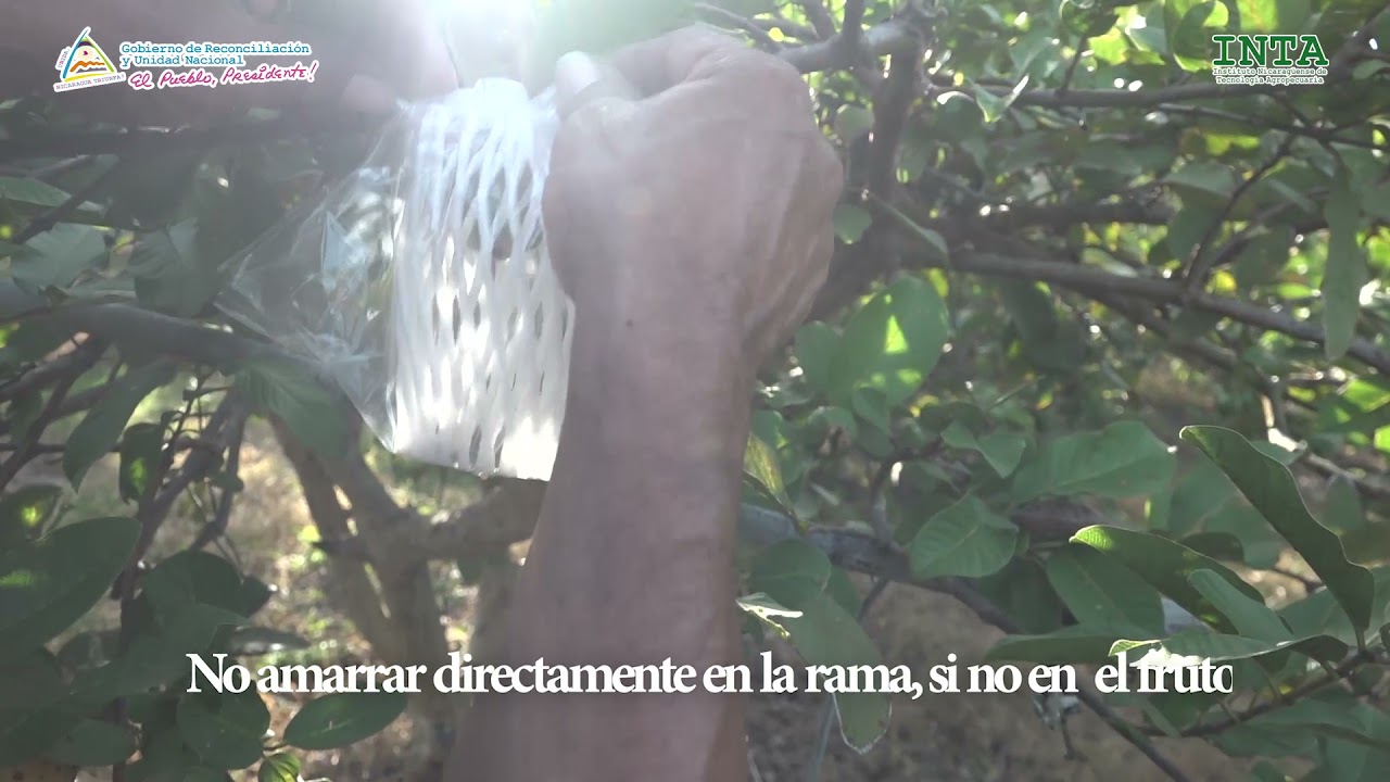 Embolsado de la guayaba