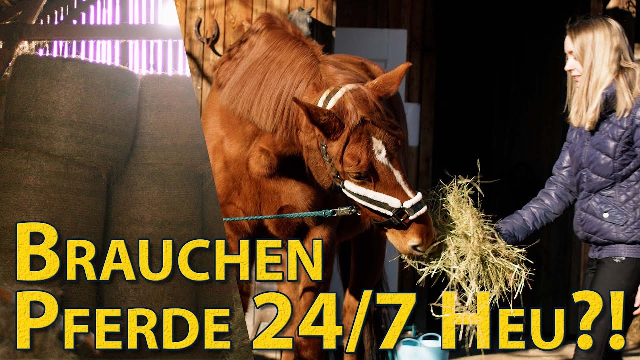 Wie viel Heu fressen Pferde? Pferdegerechte Fütterung mit Raufutter