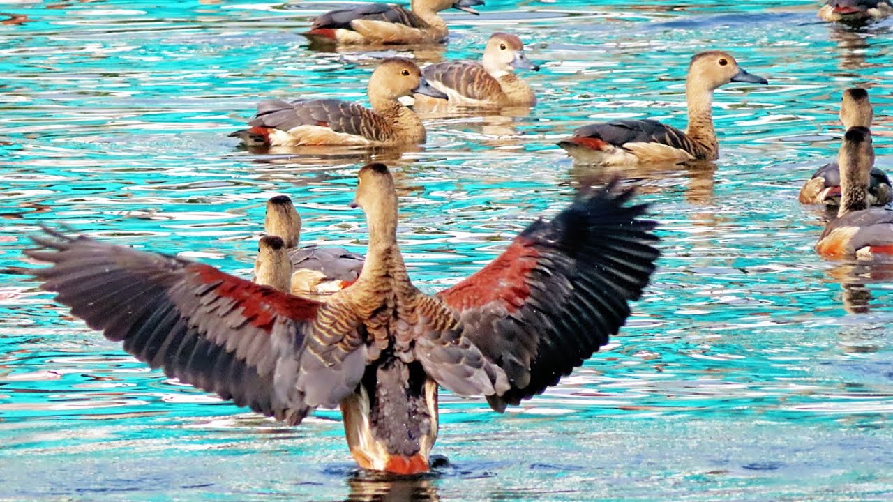 Lesser whistling duck || छोटी सिल्ही, ताम्रहंस || সরালি হাঁস, গেছো হাঁস
