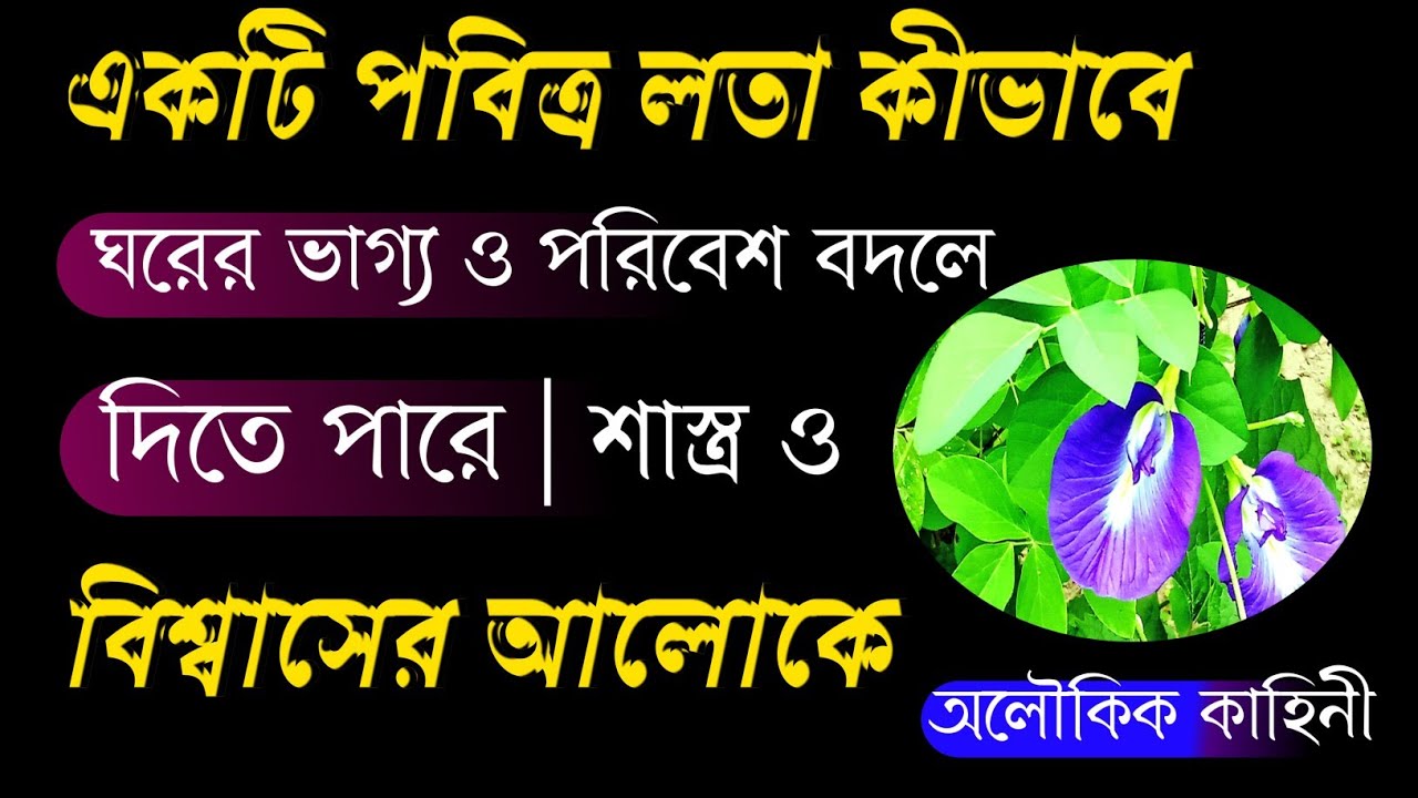 একটি পবিত্র লতা কীভাবে ঘরের ভাগ্য ও পরিবেশ বদলে দিতে পারে | শাস্ত্র ও বিশ্বাসের আলোকে