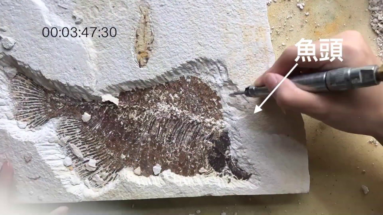 『化石先生Dino Lab』-懷俄明🐟化石清修