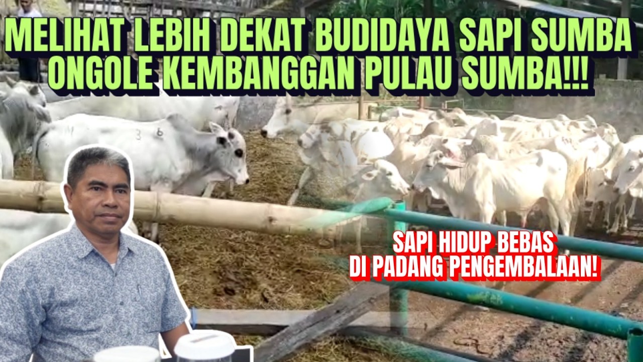 Fakta Menarik Sapi Sumba Ongole