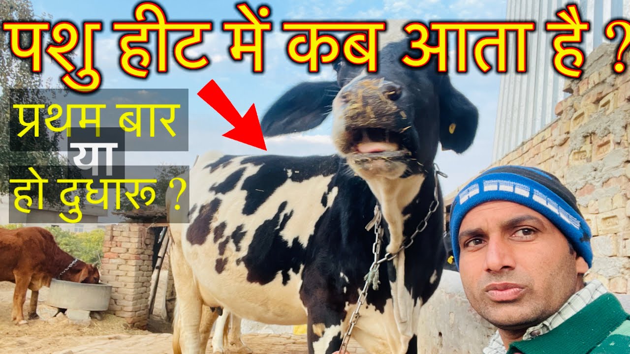 पशु हीट में कब आता है । first time गाय भैंस की  गर्मी । पशुपालक क्या ध्यान रखे ।👍