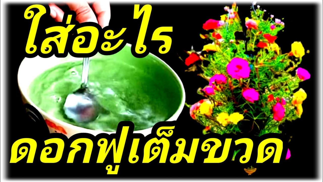 คุณนายตื่นสายแพรเซี่ยงไฮ้แช่ น้ำส้มสายชูแตกกิ่งก้านดอกฟูเต็มขวดพลาสติก diy จัดสวนแขวน