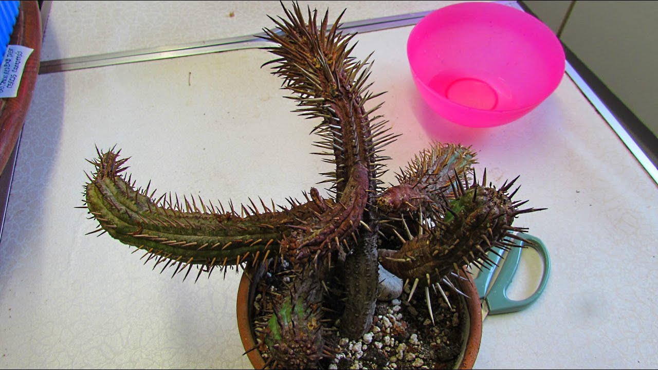 VLOG - Saving my Euphorbia ferox Succulent from ROT & taking Cuttings