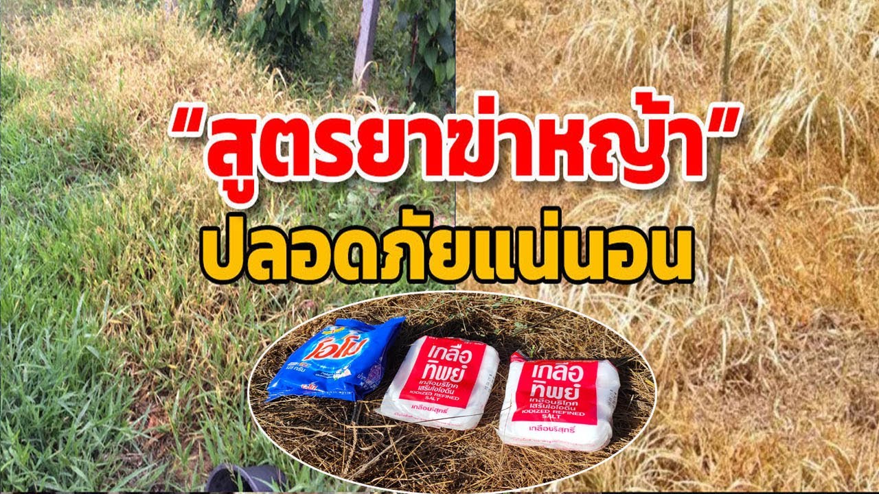สูตรยา กำจัดหญ้า ทุกชนิด ปลอดสารพิษ ได้ผลจริง