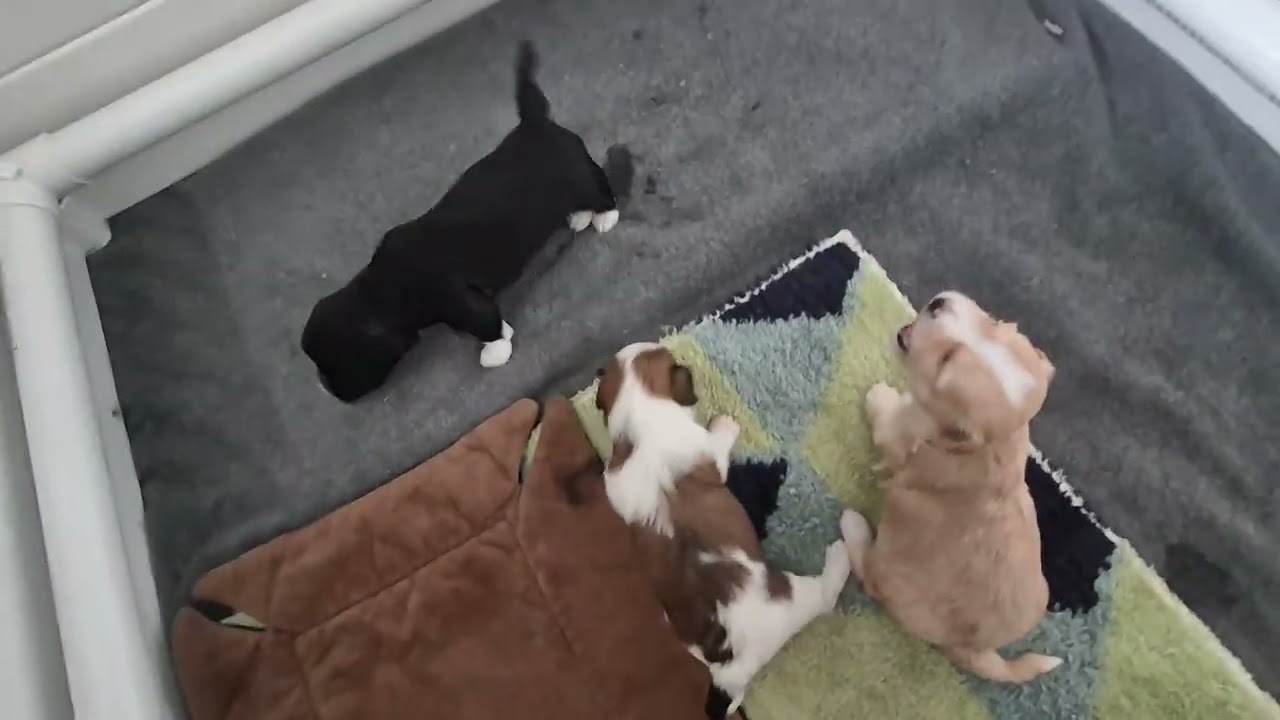 Tail Wagging Already!!!