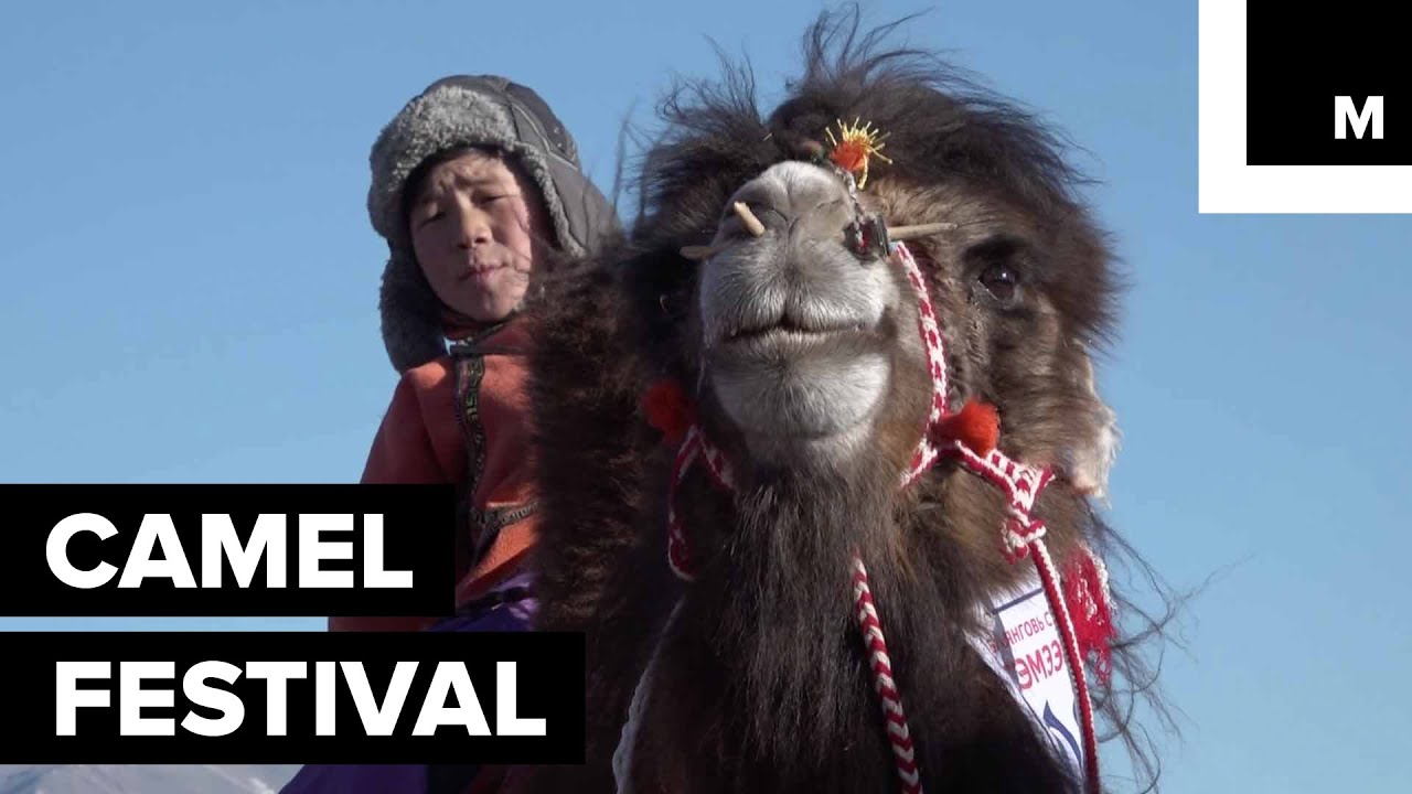 Festival in Mongolia Celebrates the Majestic Camel
