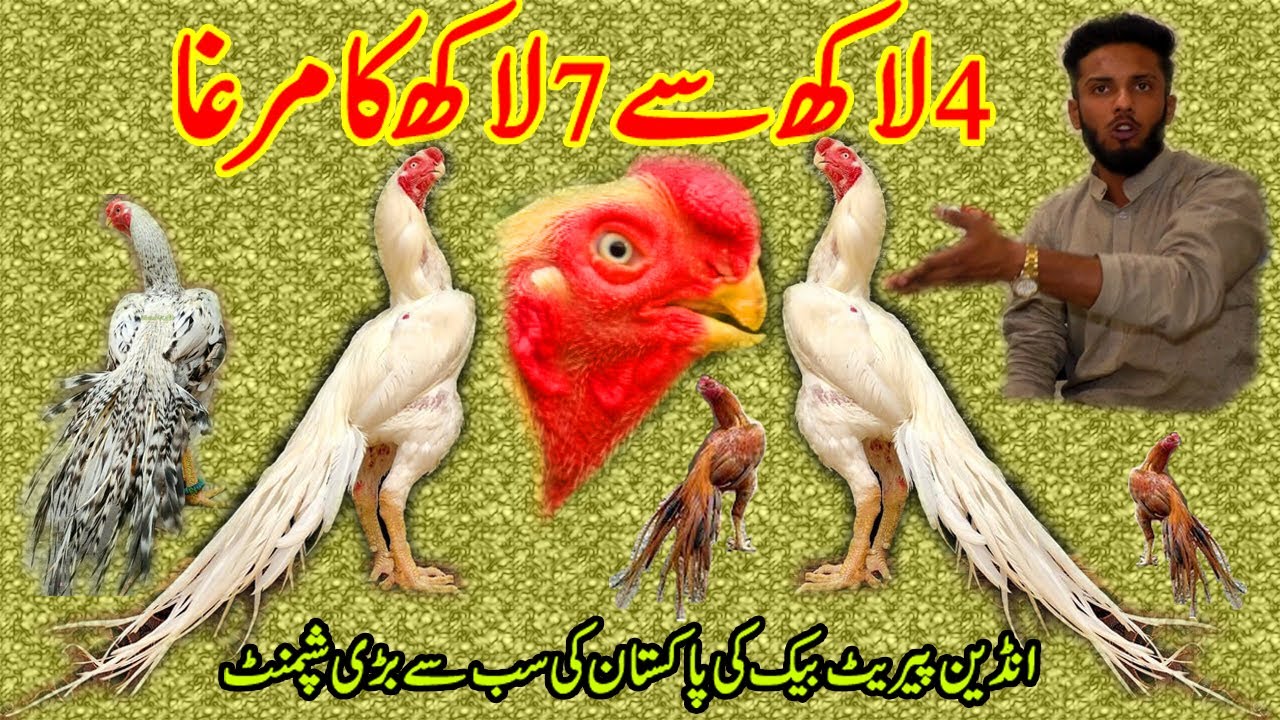 Pakistan first and largest Indian parrot Beak long tail shipment | Most Expansive & Rare In world