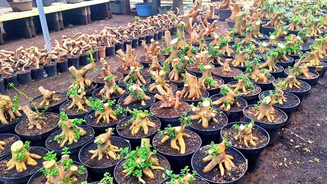 Review Harga Murmer Berbagai Jenis Bahan Bonsai WaO8533O175237 (BP Lumanjang)