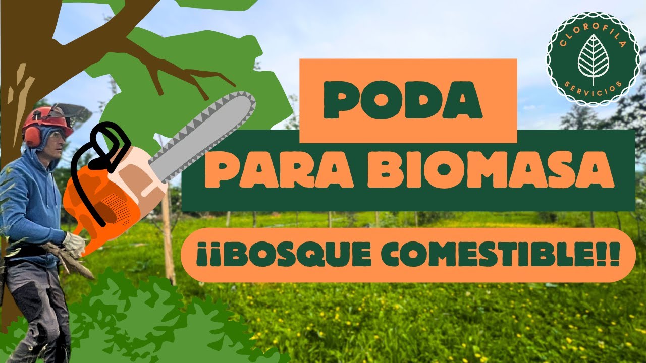 ¿CÓMÓ se poda un bosque COMESTIBLE? //PODA PARA BIOMASA EN UN BOSQUE COMESTIBLE//[Tomás Cobo Setién]