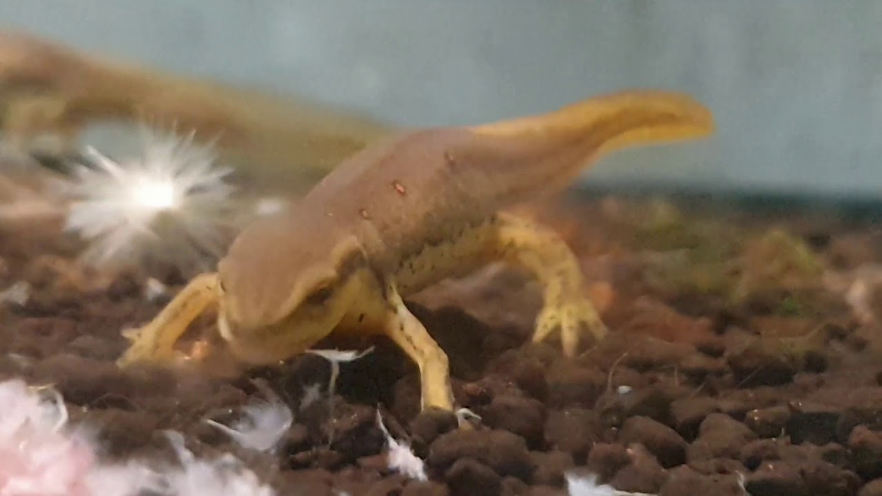 Eastern Newt Care Guide Part 4