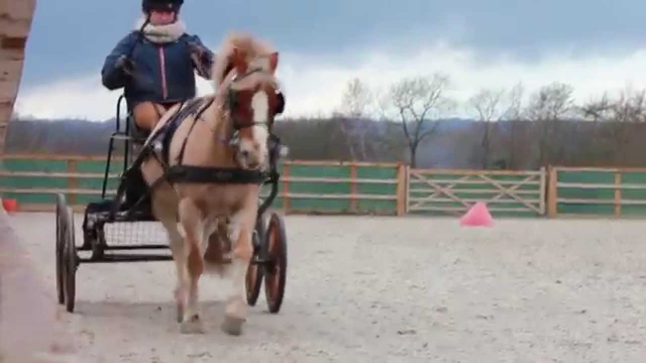 Carriage Driving Documentary