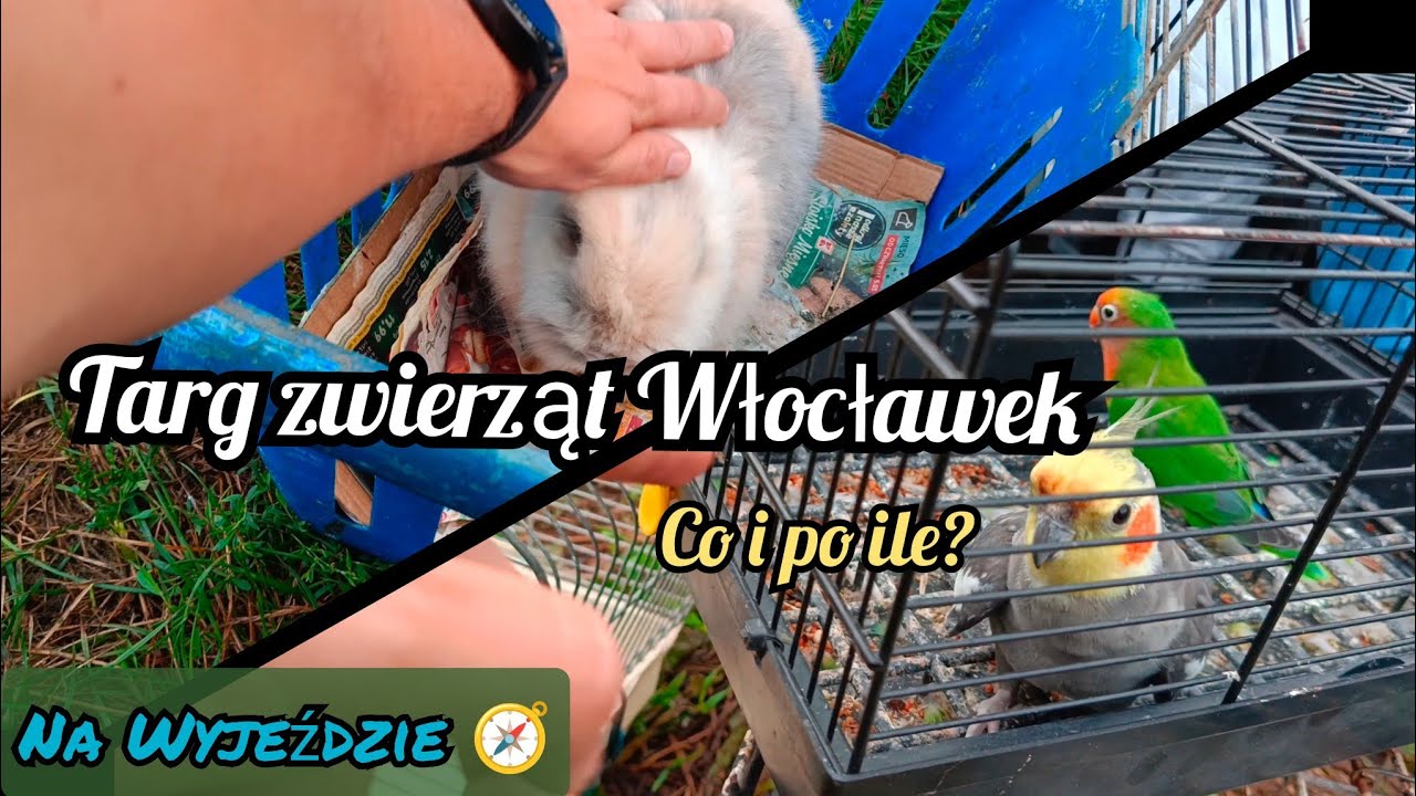 Targ zwierząt Włocławek. Jedziemy Tam!