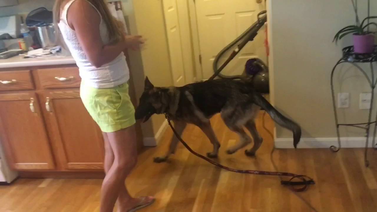 Disorderly dog household with Augusto the dog trainer