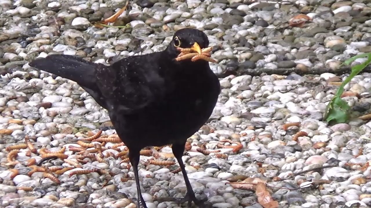 Blackbird eating mealworms