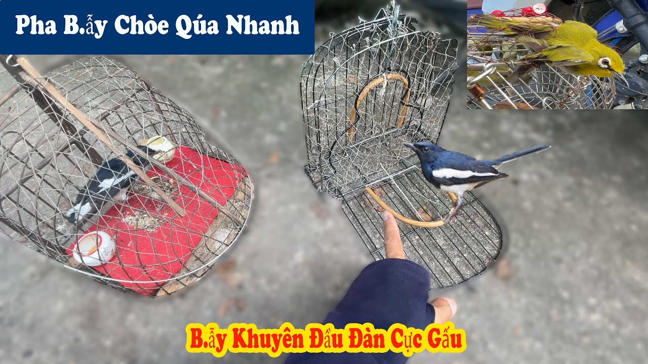 Dịch Chuyển Chiếc AVI Siêu To Và Đi B.ẫy Chim Chòe Than Với B.ẫy Chim Khuyên // Chiến Ơi