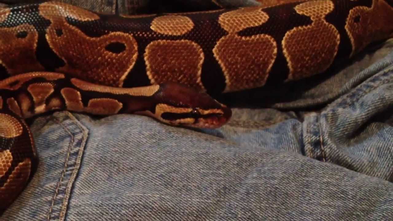 Cute Snake Yawn