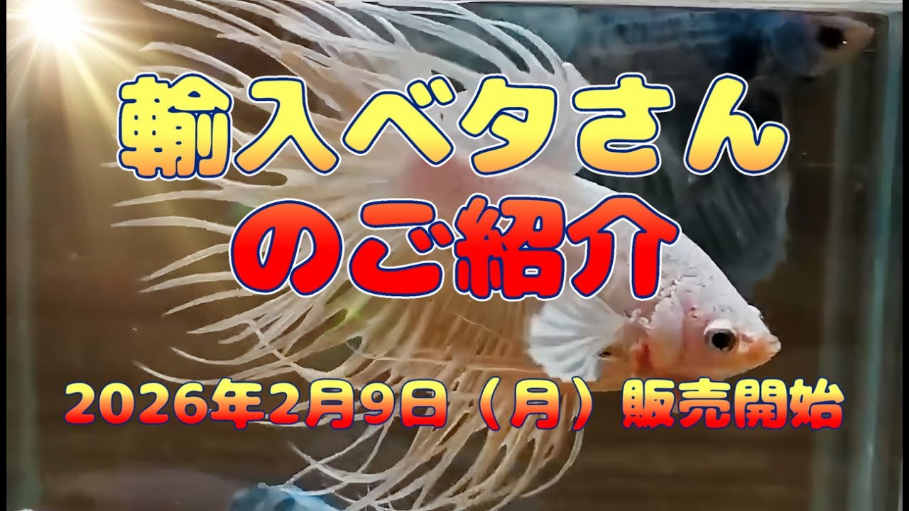 2026年2月9日（月）販売開始！　輸入ベタさん紹介動画