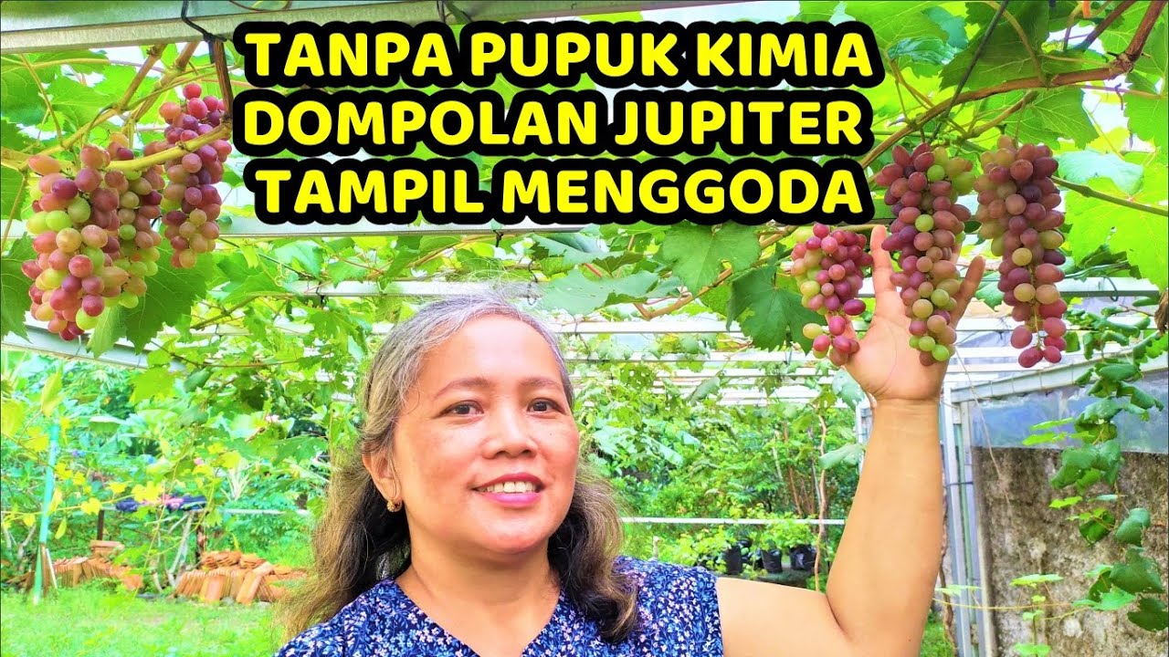 CARA MEMBUAHKAN ANGGUR IMPOR TANPA PUPUK KIMIA (2) || Aplikasi POC Limbah Dapur & Kohe Kambing