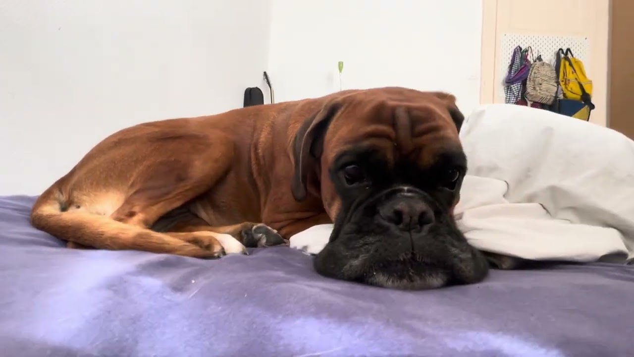Cute boxer dog😘 🐶