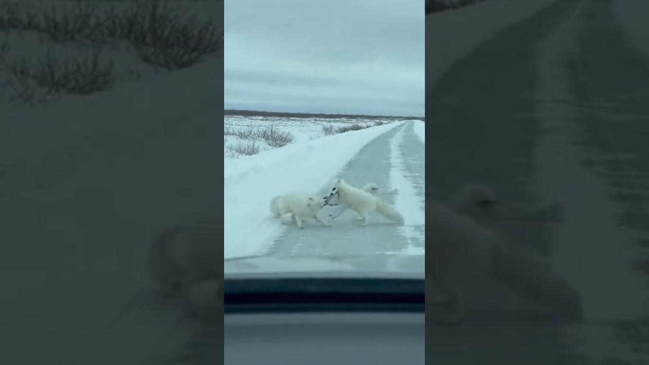 Arctic Foxes Battle Over Frozen Fish!