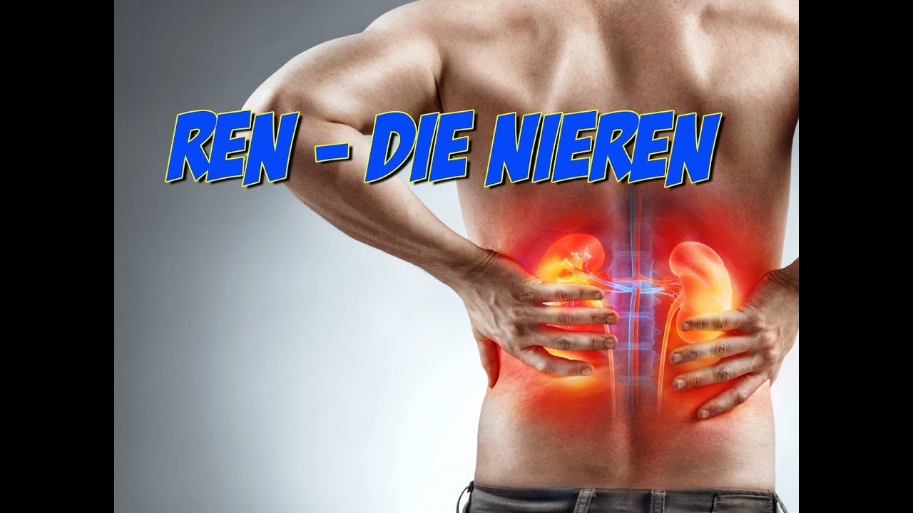 Nieren leicht erklärt | Anatomie | Pflege Kanal