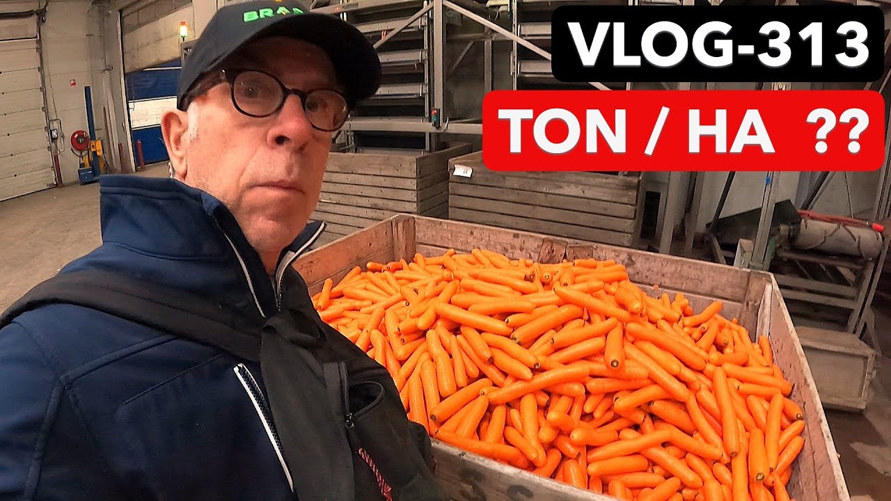 FARMVLOG #313 winterpeen koelen, spoelen, tarreren