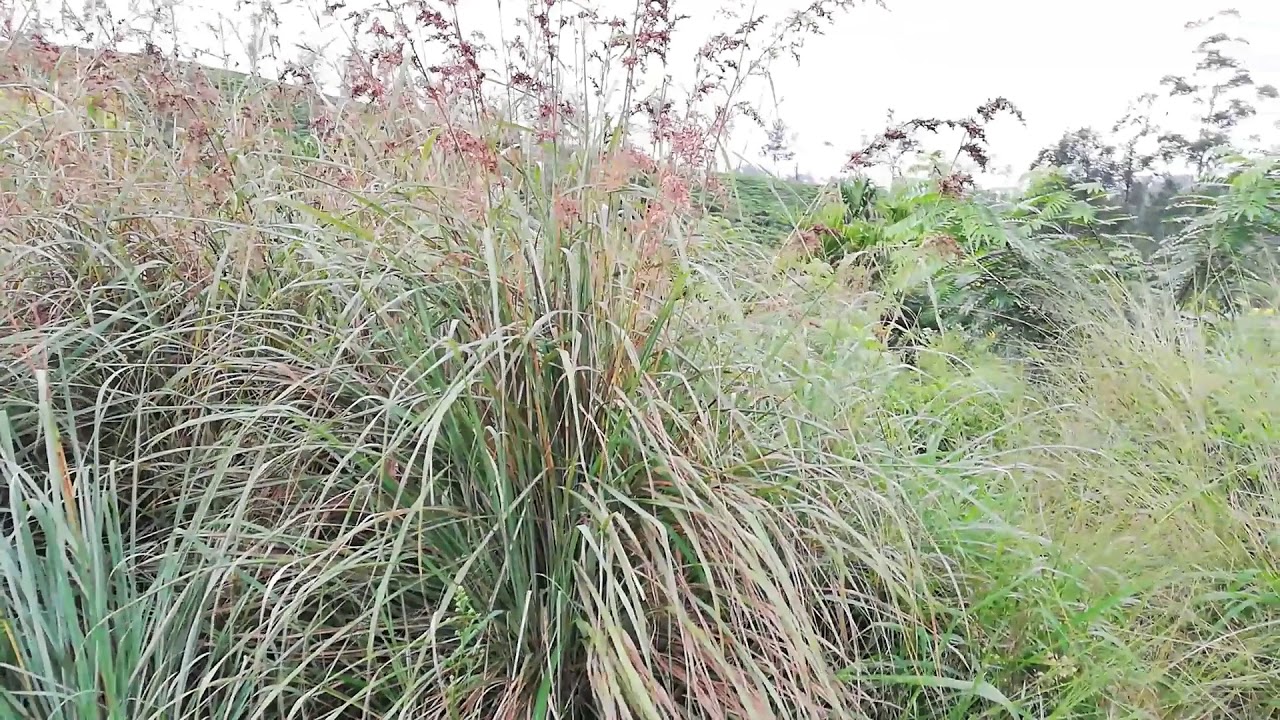 Citronella Grass (Cymbopogon nardus)