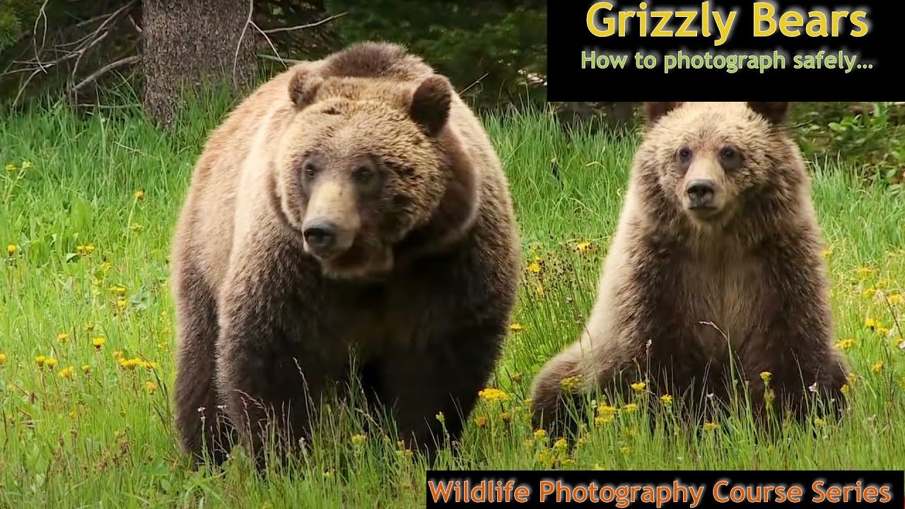Photographing Wyoming Grizzly Bears - Wild Photo Adventures