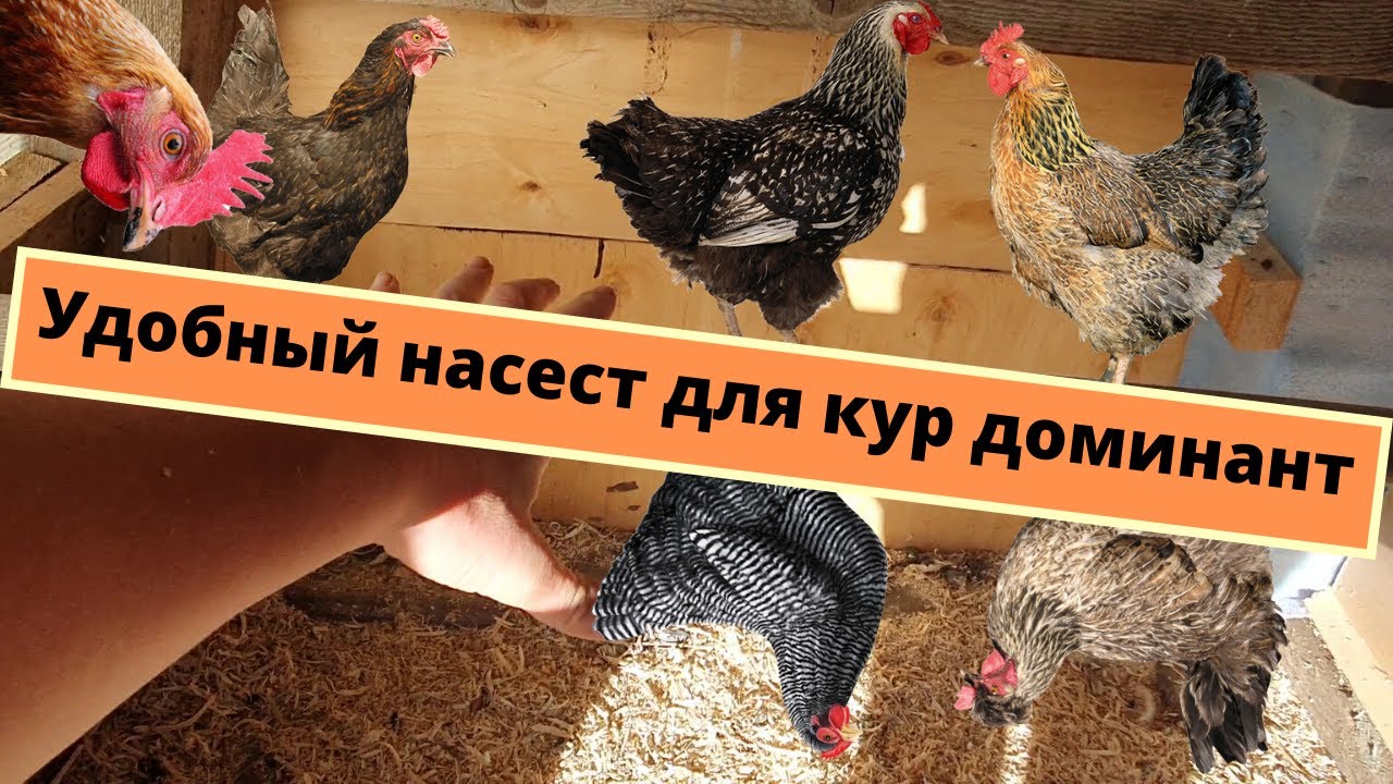 Удобный насест для кур доминант