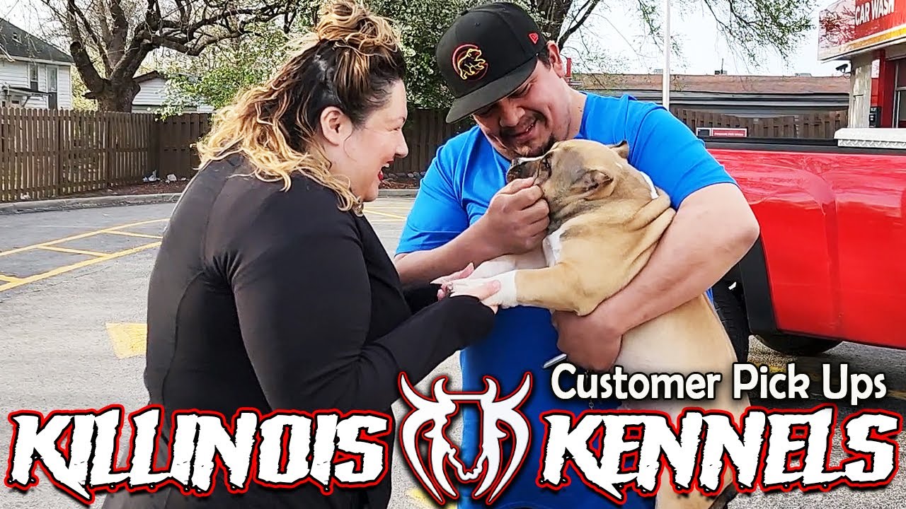 AMERICAN BULLY CUSTOMER PICK UPS FROM THE WORLD FAMOUS KILLINOIS KENNELS !!!!!!!!!!!!!